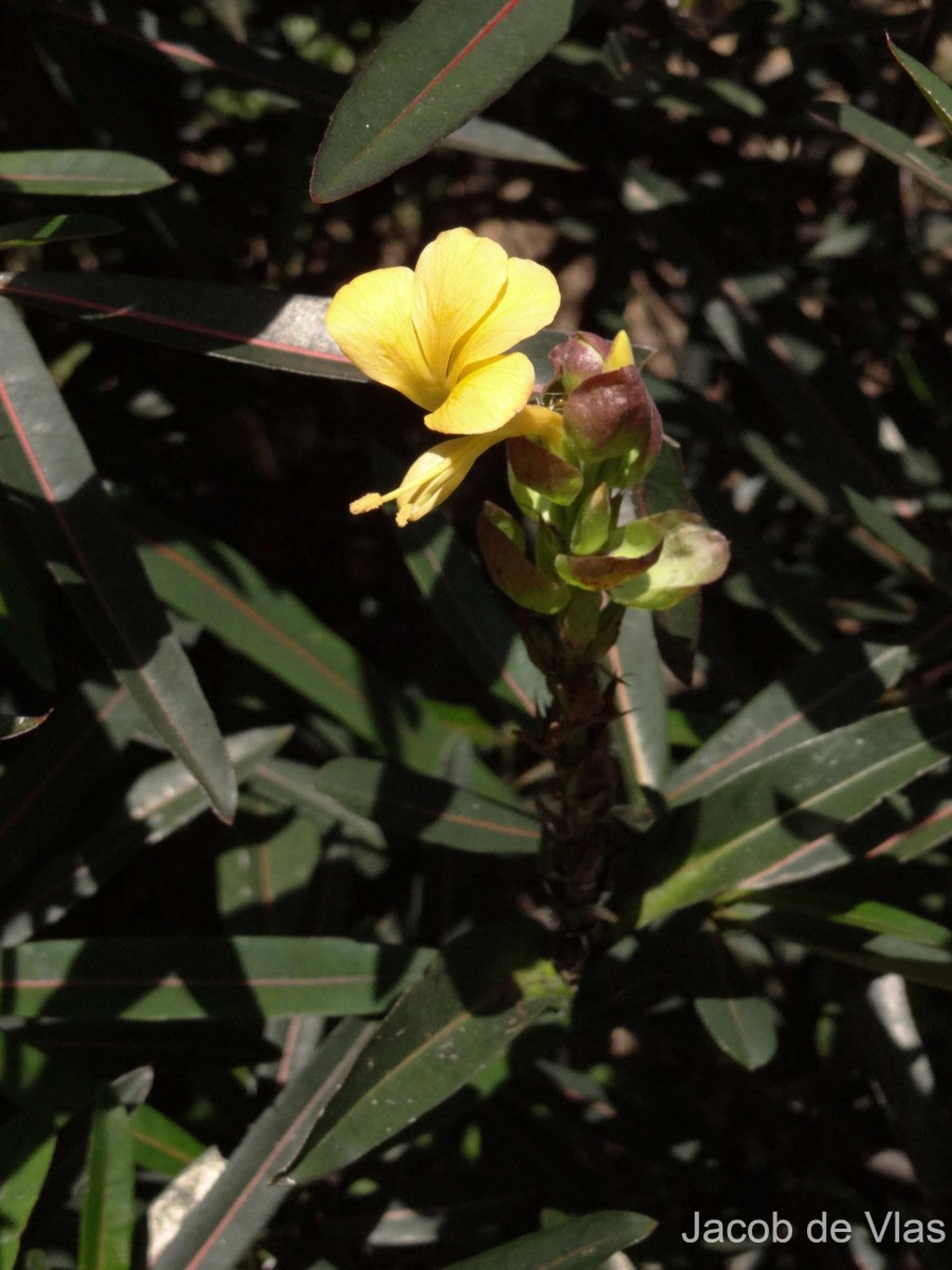 Barleria lupulina Lindl.